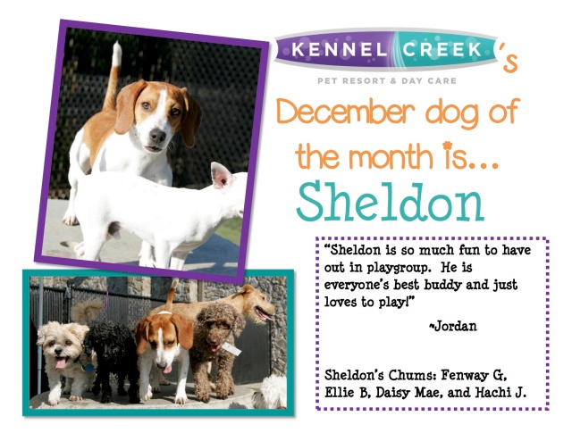 Dog of the month_Dec
