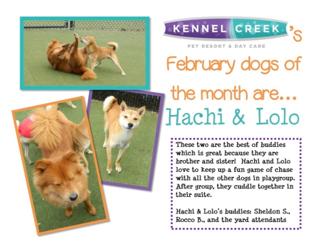 Dog of the month Feb'14