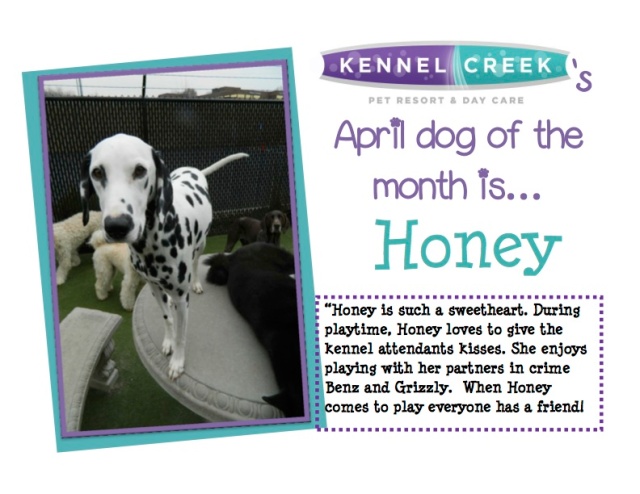 Dog of the month April '14